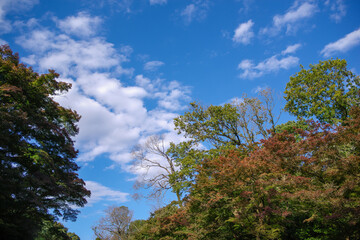明治神宮の紅葉と秋空