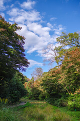 Obraz premium 明治神宮の紅葉と秋空