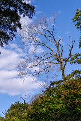明治神宮の紅葉と秋空