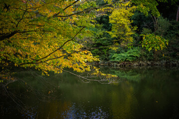 明治神宮の紅葉と北池