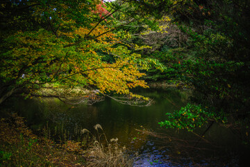 明治神宮の紅葉と北池