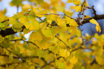 Close-up on Ginkgo Biloba tree. Yellow leaves on blue sky background. Autumn concept background. Macro Ginkgo leaf. Healing plant, alternative chinese medicine