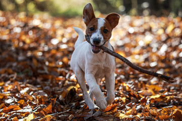 Jack russel terrier © marcinbawiec