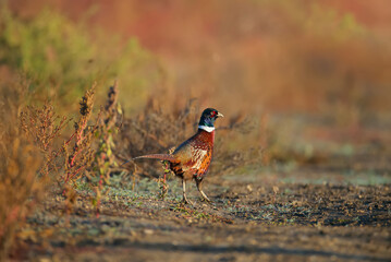 Male and female The common pheasant (Phasianus colchicus) photographed in soft morning light in...