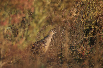 Male and female The common pheasant (Phasianus colchicus) photographed in soft morning light in their natural habitat. Birds looking for food on the side of a field road