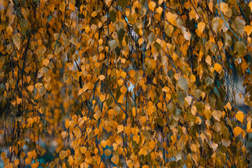 Orange leaf texture. Autumn leaves background. Fall landscape with bright colorful leaves. Beautiful foliage of birch betula