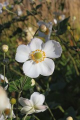 Bright white flowers growing in the sunny meadow.