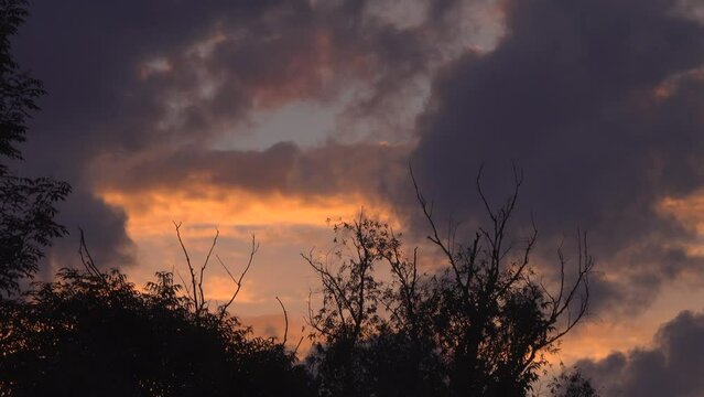 Dark silhouettes of trees ea against the background of an orange sky and clouds.