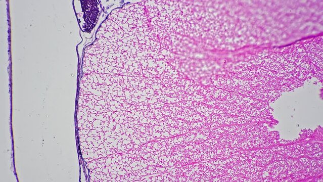 Microscopic sample Spinal cord cell TS 200x magnification tinted pink. Scientist finding illness or pathology in the nucleous of people body in the lab. Medical biochemistry and microbiology research.