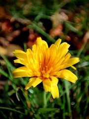 yellow flower