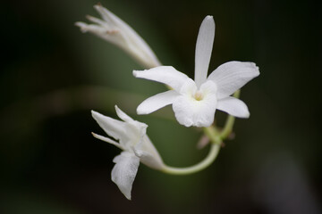 close up of a flower