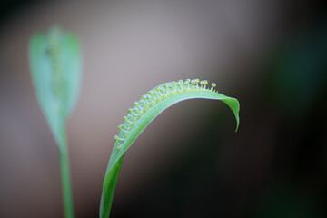 close up of a flower