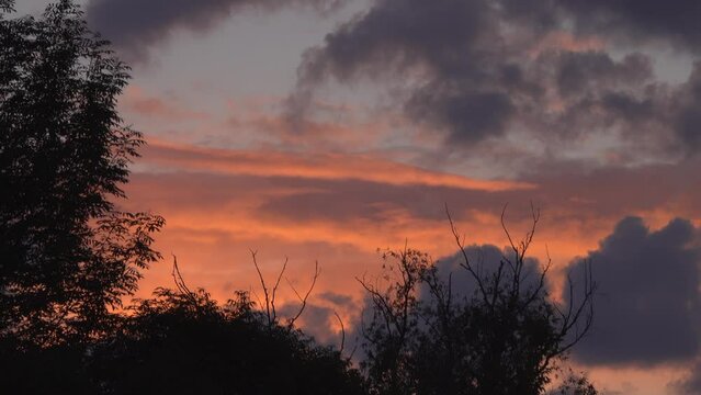 Dark silhouettes of trees ea against the background of an orange sky and clouds.