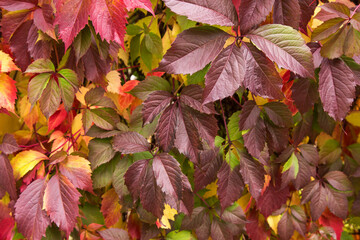 Colorful ivy leaves natural texture background. Autumn fall red orange yellow green leaf, nature pattern