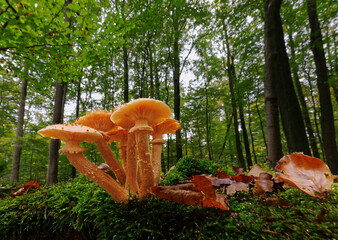 Eine Pilzgruppe in einem Buchenwald