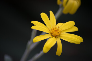 yellow daisy flower