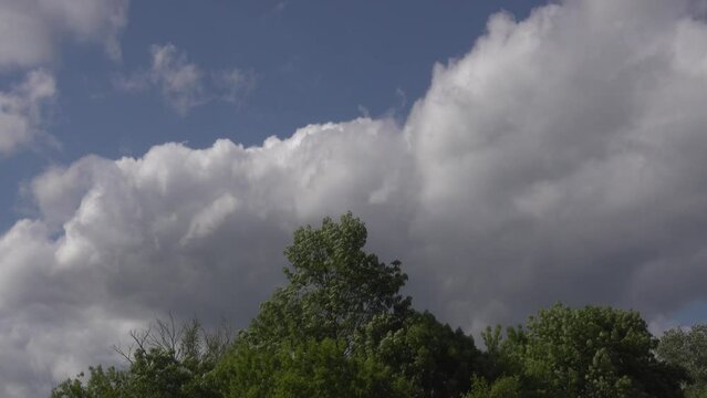 Strong wind bends trees and drives clouds.
