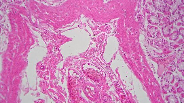 Kidney tissues in longitudinal section magnified under microscope 400x filmed on bright field. Investigation of cortex cells structure with lab equipment at medical university. Histology concept.