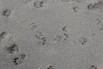 Chaotic dog footprints on the beach sand