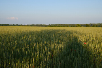 wheat field in the summer