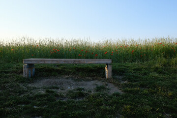 bench in the park