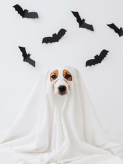 Dog in ghost costume on a white background with black paper bats. Cute Halloween ghost dog