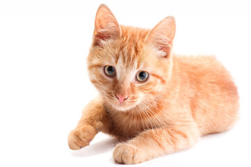 A beautiful red kitten lies on a white background and looks into the camera.