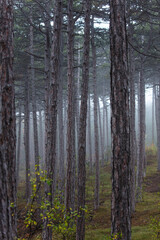 trees in misty autumn forest