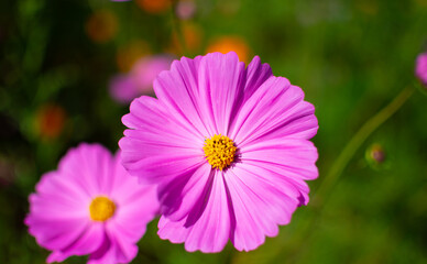 pink cosmos flower