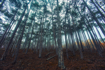 beautiful autumn forest in the mist