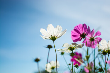 Ant view  cosmos flower on tree