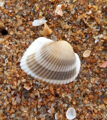 shells on the beach