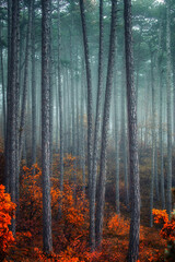trees in misty autumn forest