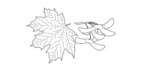 maple seeds with a leaf