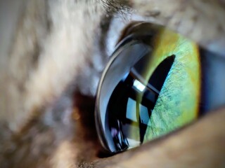 Obraz premium cat eye