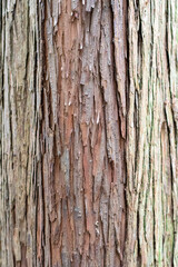木の幹の表皮