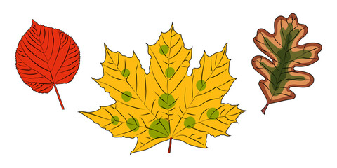 Fototapeta premium oak, linden, maple leaves in color