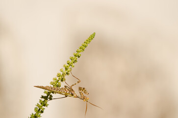 Egyptian flower mantis Blepharopsis mendica. Male. Cruz de Pajonales. Integral Natural Reserve of Inagua. Tejeda. Gran Canaria. Canary Islands. Spain.
