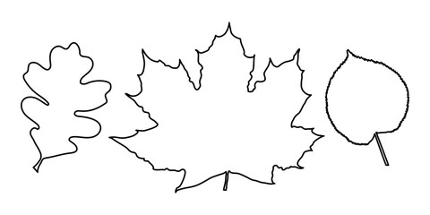 oak, linden, maple leaves