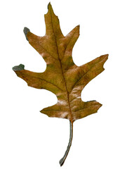 oak leaf isolated on white