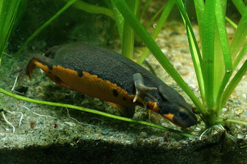 Closeup on an aquatic adult female Japanese firebellied newt, Cynops pyrrhogaster searching for food