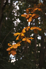 Yellow, bright oak leaves in the autumn forest.