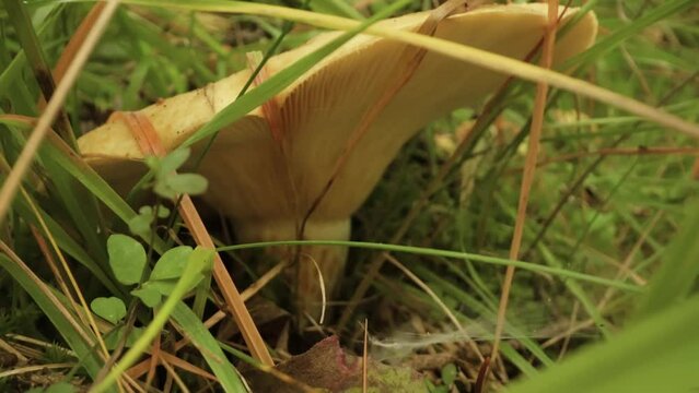 Black pudding mushroom grows in the woods in the middle of the grass