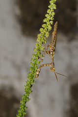 Egyptian flower mantis Blepharopsis mendica. Male. Cruz de Pajonales. Integral Natural Reserve of Inagua. Tejeda. Gran Canaria. Canary Islands. Spain.