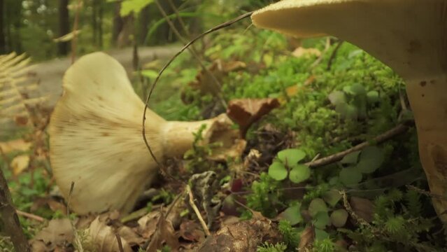 Edible saffron milkcap mushrooms grow in the forest