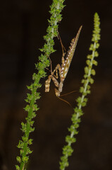 Egyptian flower mantis Blepharopsis mendica. Male. Cruz de Pajonales. Integral Natural Reserve of Inagua. Tejeda. Gran Canaria. Canary Islands. Spain.