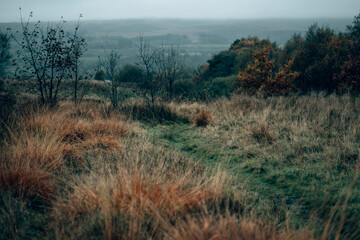 Long grass and foliage on a wet Autumn day in the English countryside