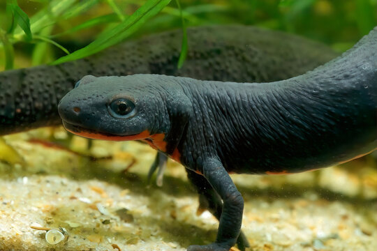 Closeup on an aquatic dark black adult Chinese firebellied newt, Cynops orientalis