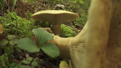 Lactarius deliciosus - saffron milk cap grows in the forest soil