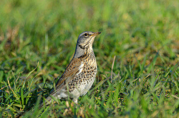 Fieldafre at rest on grassland, winter visitors in the UK. .Songbirds, Passeriformes, Turdidae, Turdus, Turdus pilaris